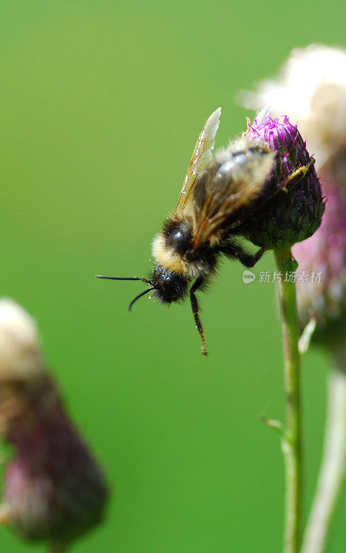 Bombus veteranus挂匍匐蓟。